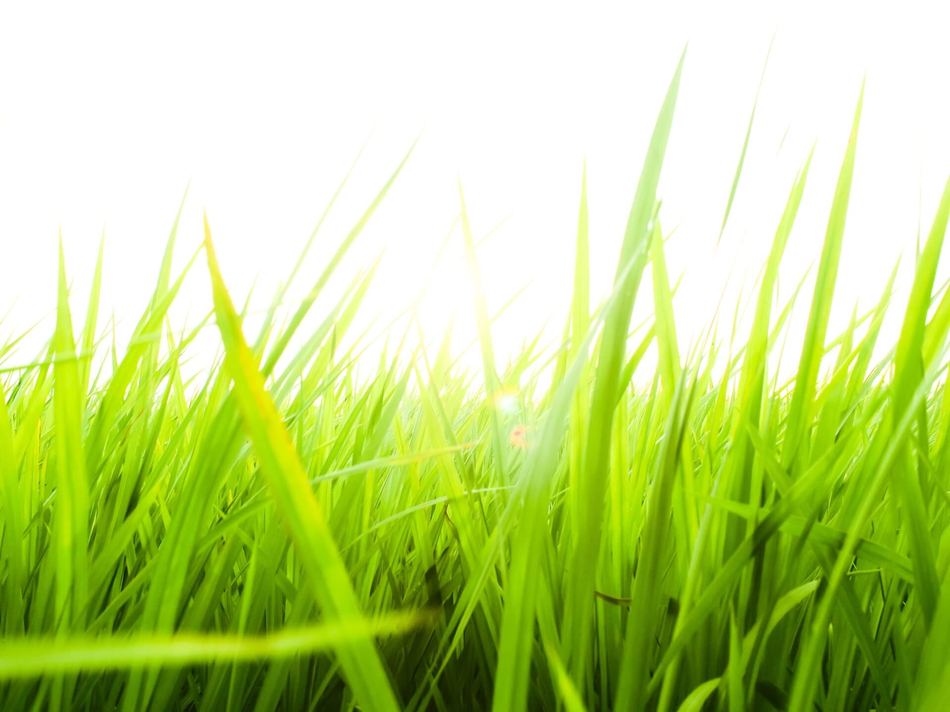 shutterstock_249480244.jpg